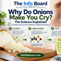 Why Do Onions Make You Cry?