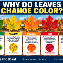 Why Do Leaves Change Color in Autumn?