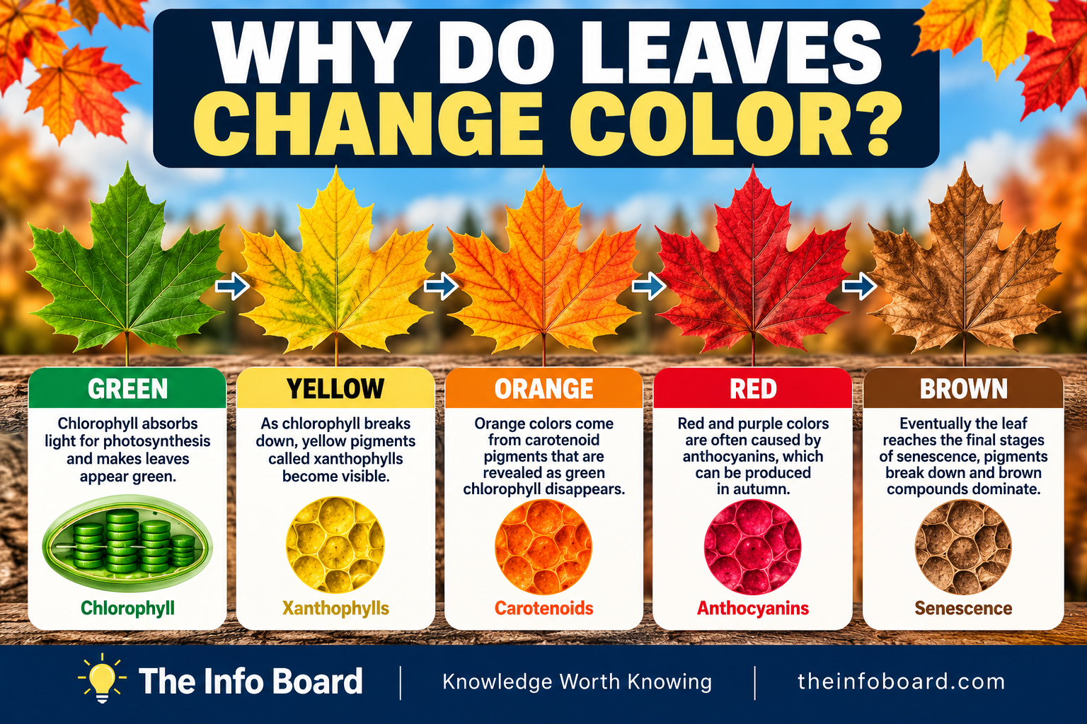 Why Do Leaves Change Color in Autumn?